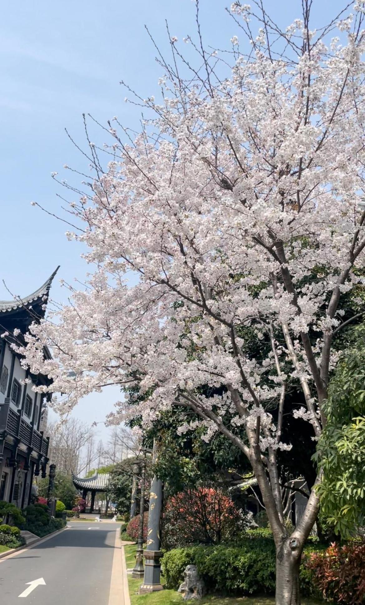 Royal Garden Hotel Shanghai-Free Shuttle To And From Disney & Pvg & Close Metro Line2 Easy To Sha New Expo Εξωτερικό φωτογραφία